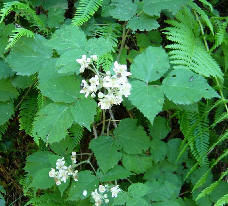 Rubus silvaticus